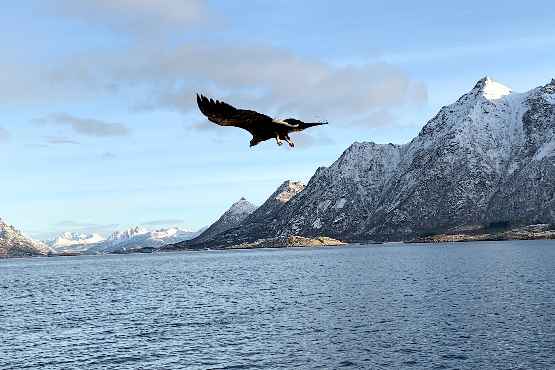 Norway Road Trip Eagle