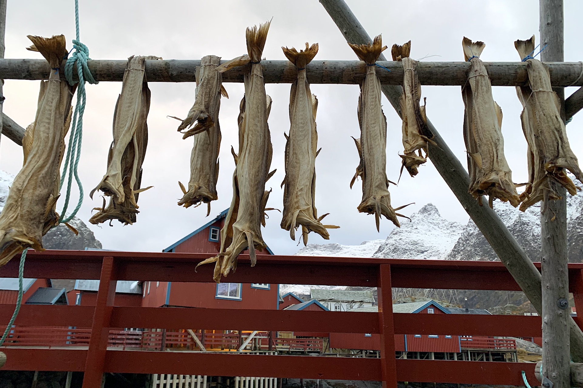 Norway Road Trip Fish