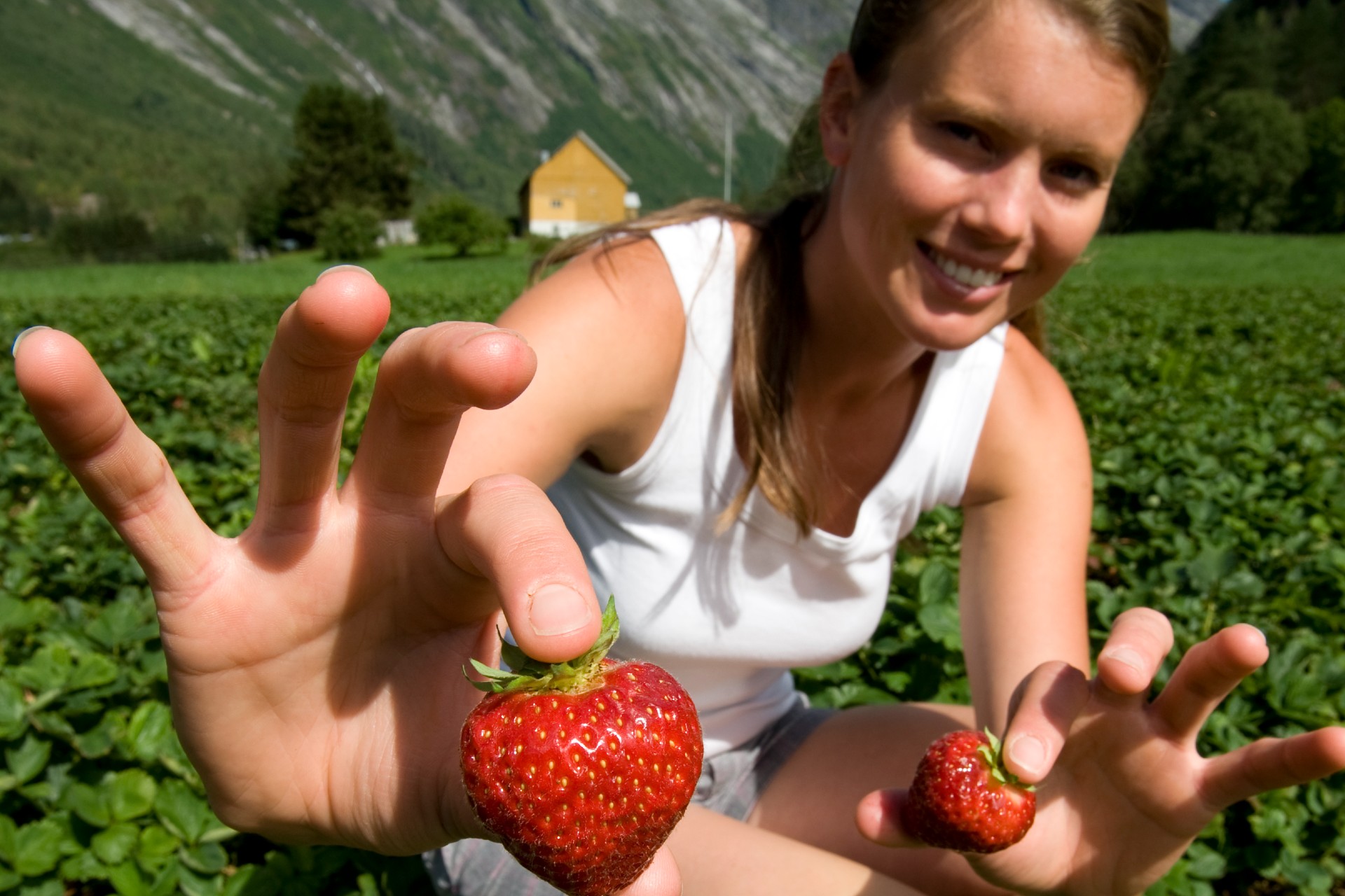 Strawberries Photo by : Terje Rakke