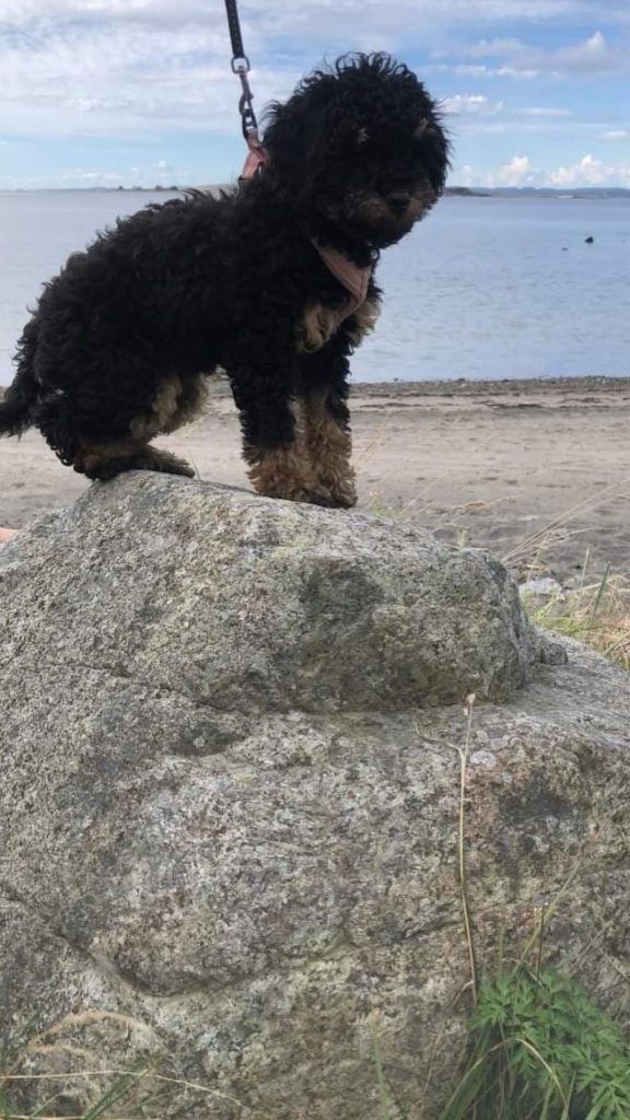 Mellopuddel valp stiller seg opp på en stein ved Omlidstranda Camping