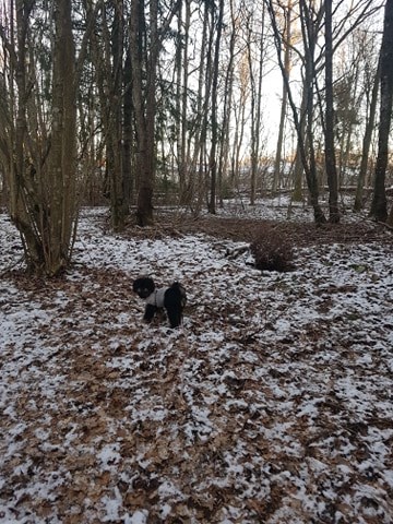 Dvergpuddelen Valborg i skogen på tur