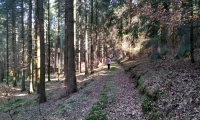 Rudi Jahn: Waldweg Moserholz 19.03.2020