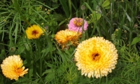 Robert Liebenauer: Blumenwiese