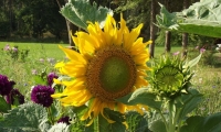 Robert Liebenauer: Blumenwiese