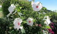 Erna Vogl: Hibiskus