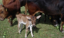 Kalb-Wiesmüller-Maria-web