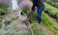 Anita Hahn: Besuch am Felslindenhof  in St. Leonhard am Hornerwald