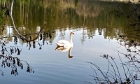 Binder Christl: Schwan am Malteserteich