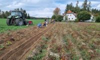 Erpfiklauben am Gemeinschaftsacker in Josefsdorf 14.10.2023