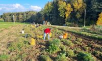 Norbert Friedl: Erpfiklauben am Gemeinschaftsacker in Josefsdorf 13.10.2022