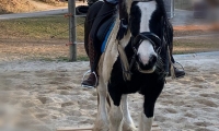 Pferdetraining auf dem Gattringer-Pferdehof