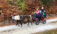 Maria Haderer: Pferdekutschenfahrt in Ober Neustift