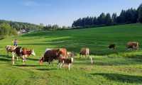 Christoph Vogl gewöhnt seine Kühe an die Weide - Sept. 2021