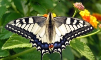Und das wird es werden: Der Schwalbenschwanz-Schmetterling