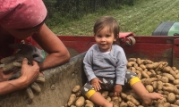 Kathi Vogl: Töchterchen Marie mit Oma Erna bei der Kartoffelernte