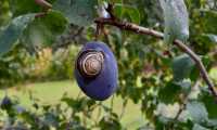 Karl Eichinger: Schnecke als Erntehelfer beim Zwetschken Pflücken - Sept. 2021