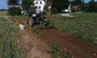 Rudi Jahn: Erkpfiklauben am Gemeinschaftsacker in Josefsdorf 11.09.2020