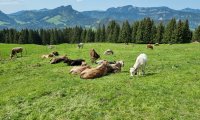 R. Jahn: Bergwanderung - Kleinwalsertal Pfingsten 2023