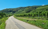 Schwarzinger, Fischer, Jahn: Radeln Wachau 06.08.2024 