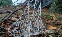 Michael Raffelseder: Spinnennetz im Raureif