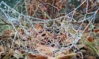 Michael Raffelseder: Spinnennetz im Raureif