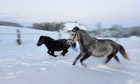 Pferdehof Gattringer: Pferdespaß im Schnee 08.01.2020