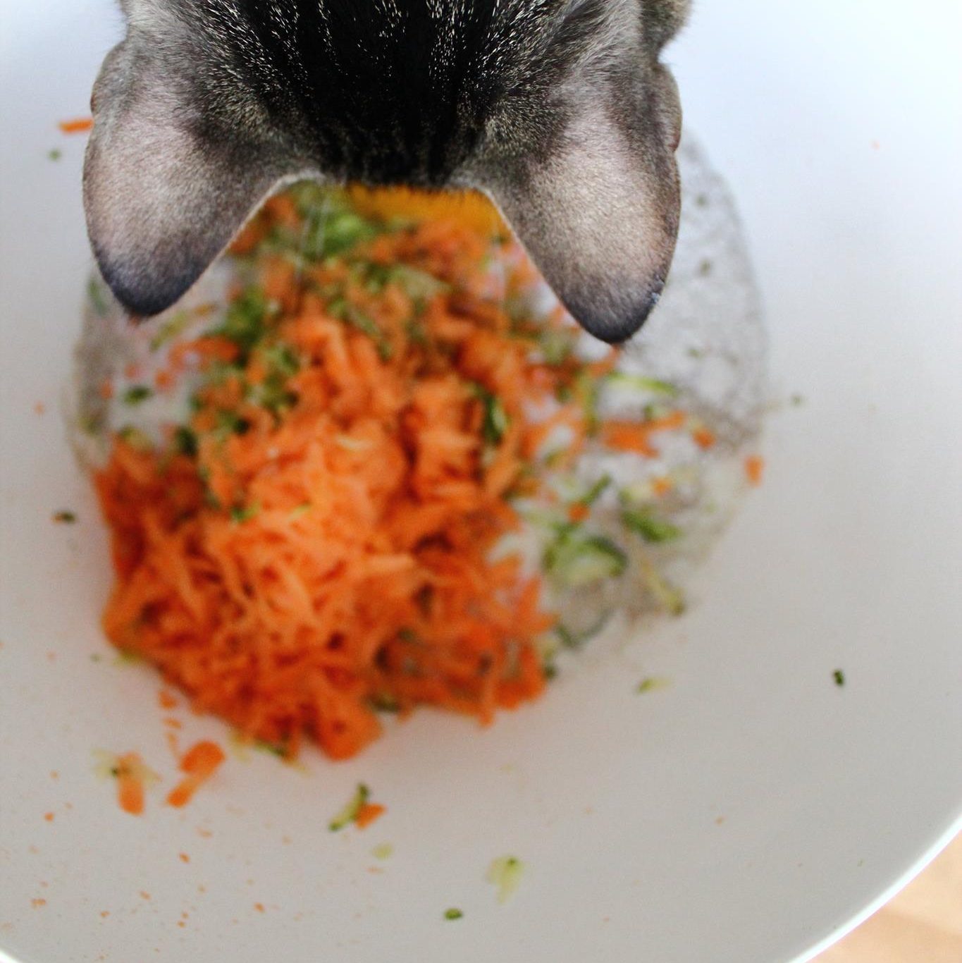 Kater Momo schaut beim Kochen zu