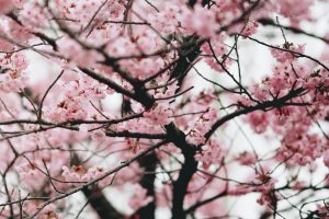 plant een geboorteboom: impressie van een bloesem van de Japanse kerselaar