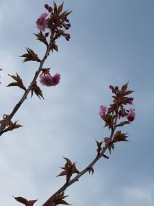 plant een geboorteboom: bloesems van de japanse kerselaar