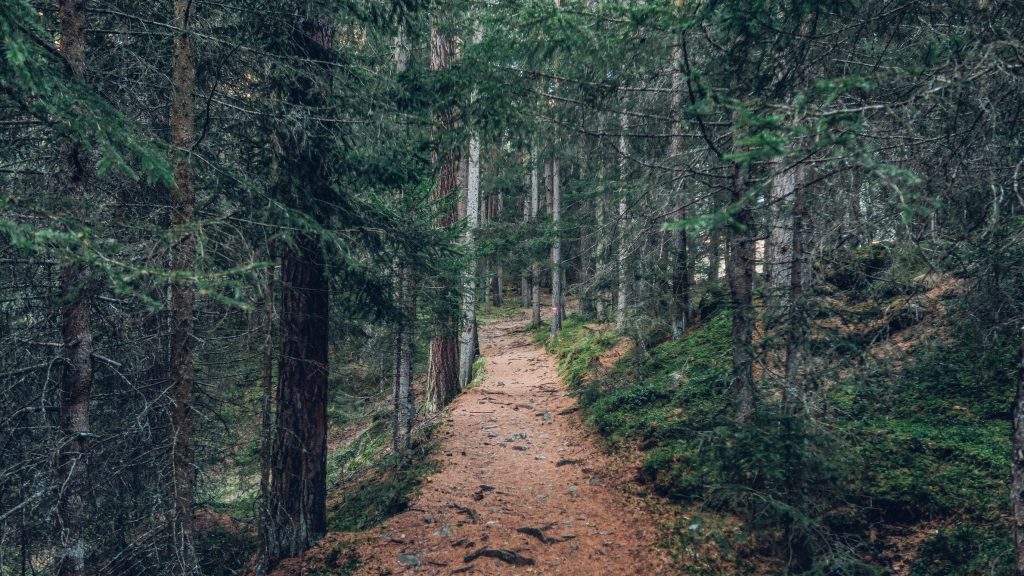 wandelpad bos - tien jaar van mijn leven