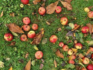 appels in tuin