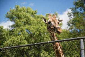 naar de dierentuin - giraf