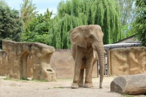 naar de dierentuin - olifant