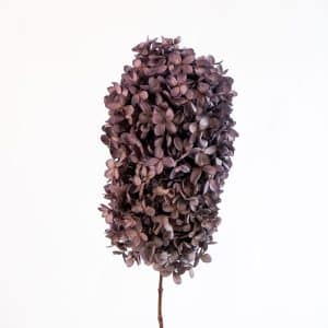 Konserverad hortensia, toppig - Dusty violet