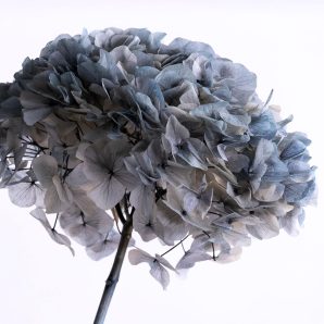 Konserverad hortensia, storbladig, gråblå1