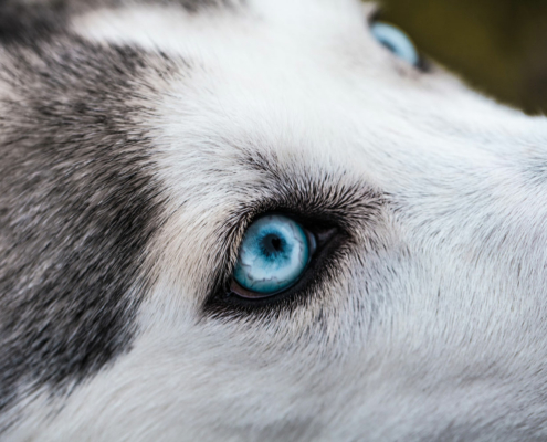 Øyelysing av hund