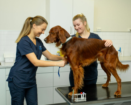 Helsesjekk, blodprøver, undersøkelse av hund