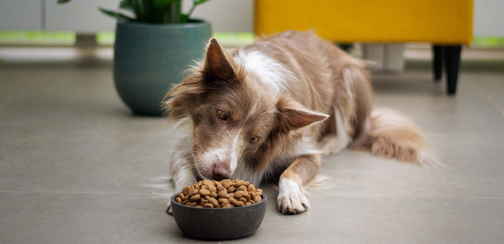 Fôring av hund | E-vet Smådyrklinikk