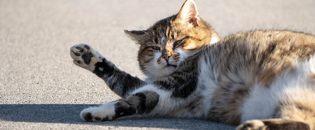 overvektig katt, vektøkning