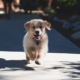 valp som løper, unghundkontroll er gjennomført på glad hund