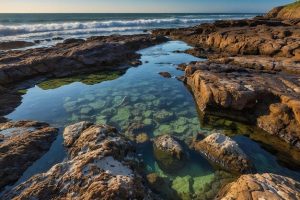 Exploring Tide Pools