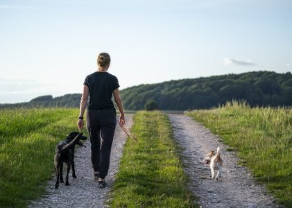a community for expats with dogs who walk and train their dogs together