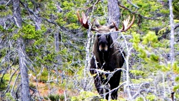 Exclusive Moose Calling Experience