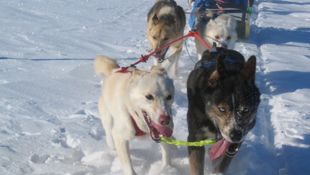 Dog sledding in Åre