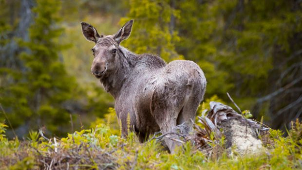 Moose Safari in Åre (eng)