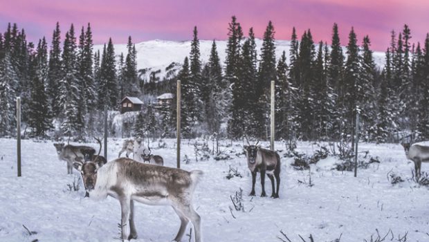 See the Reindeers of Åre, Sweden