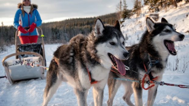 Dogsledding with outdoor dinner (eng)