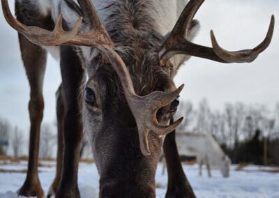 Feed The Reindeer Experience