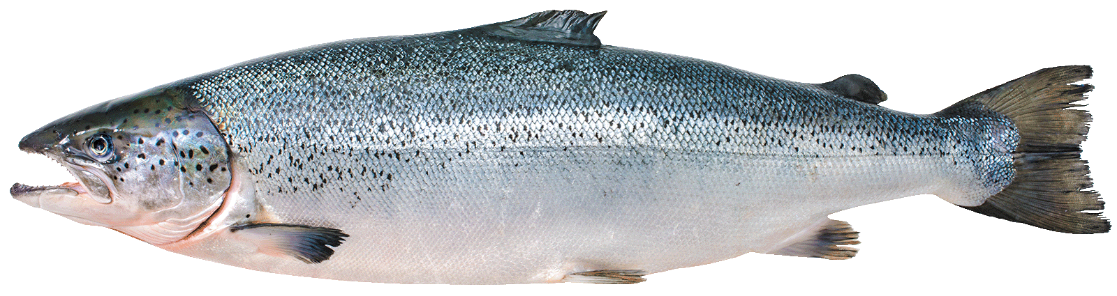 Salmon - Salmo Salar