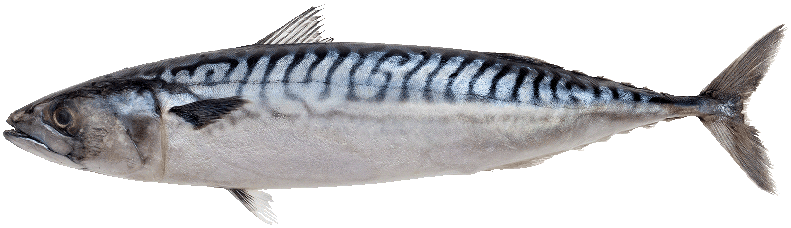 Mackerel - Scomber - Scombrus - 1600 - IMAGE IS COPYRIGHTED - c100